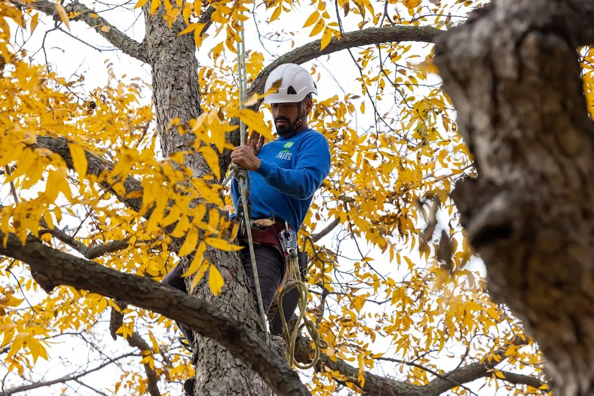 Skilled Tree Transplanting crew working in Emory